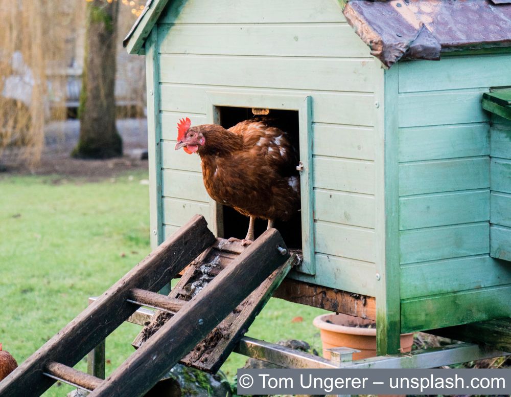 glueckliches huhn in isoliertem huehnerstall