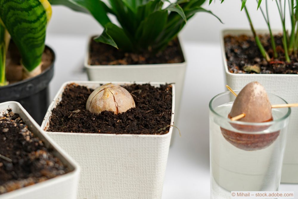 Avocado-Kern-mit-Zahnstochern-in-einem-Glas