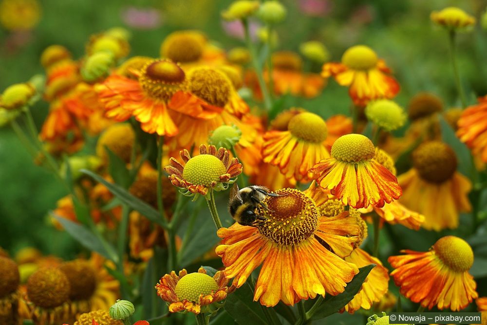 Kokardenblume-ist-eine –mehrjaehrige-Pflanze