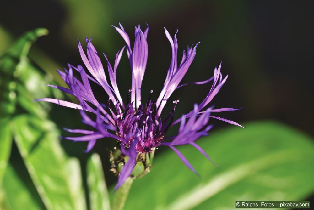 Bergflockenblume-ist-eine –mehrjaehrige-Pflanze