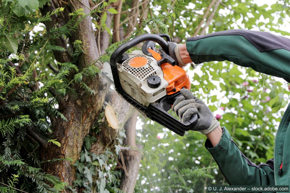 Baum-wird-gefaellt