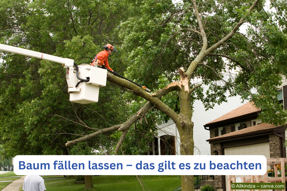 Baum-wird-gefaellt-von-einem-Fachmann-auf-einem-Kran