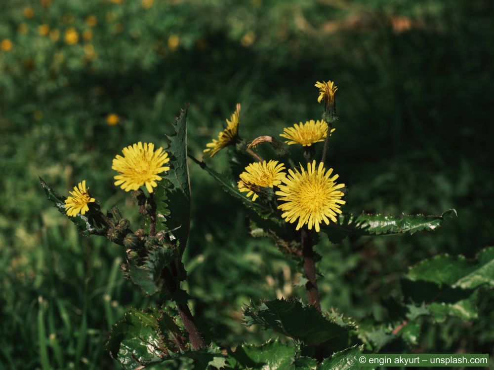 Loewenzahn-Unkraut