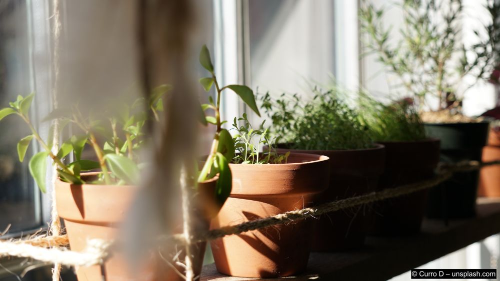 zusammengepflanzte-Kraeuter-im-Balkonkuebel