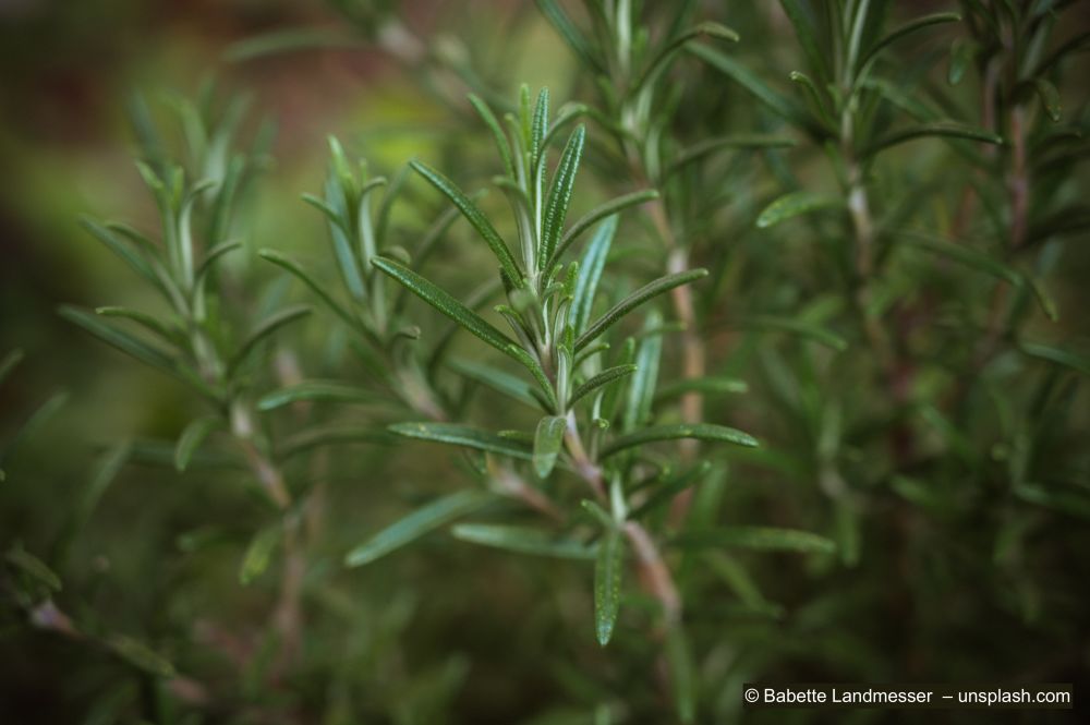Rosmaringewaechs