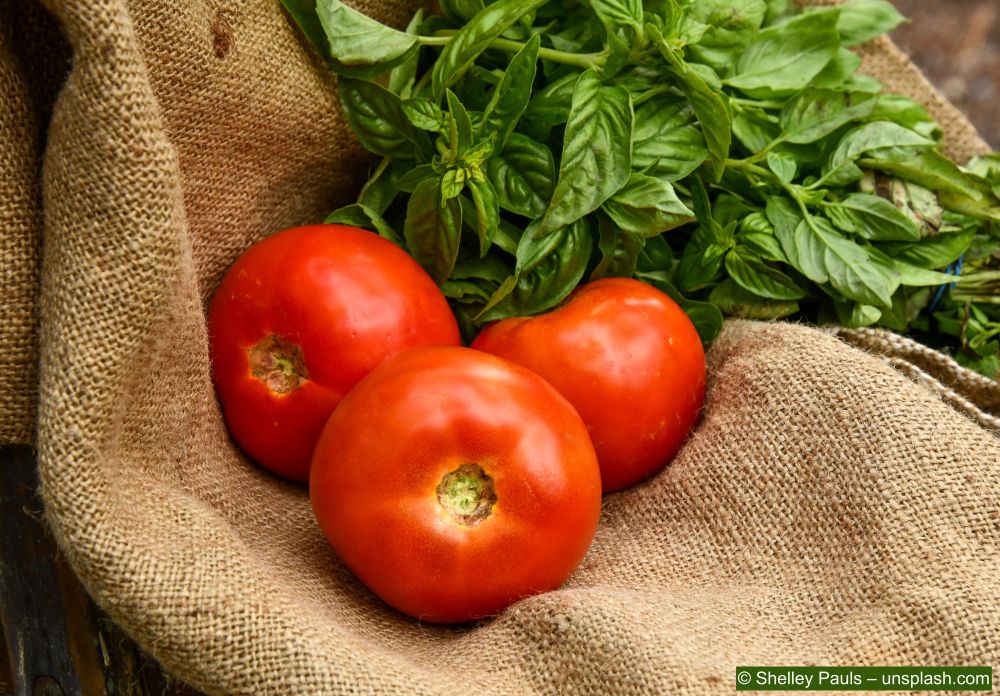 Basilikum-mit-Tomatenpflanze