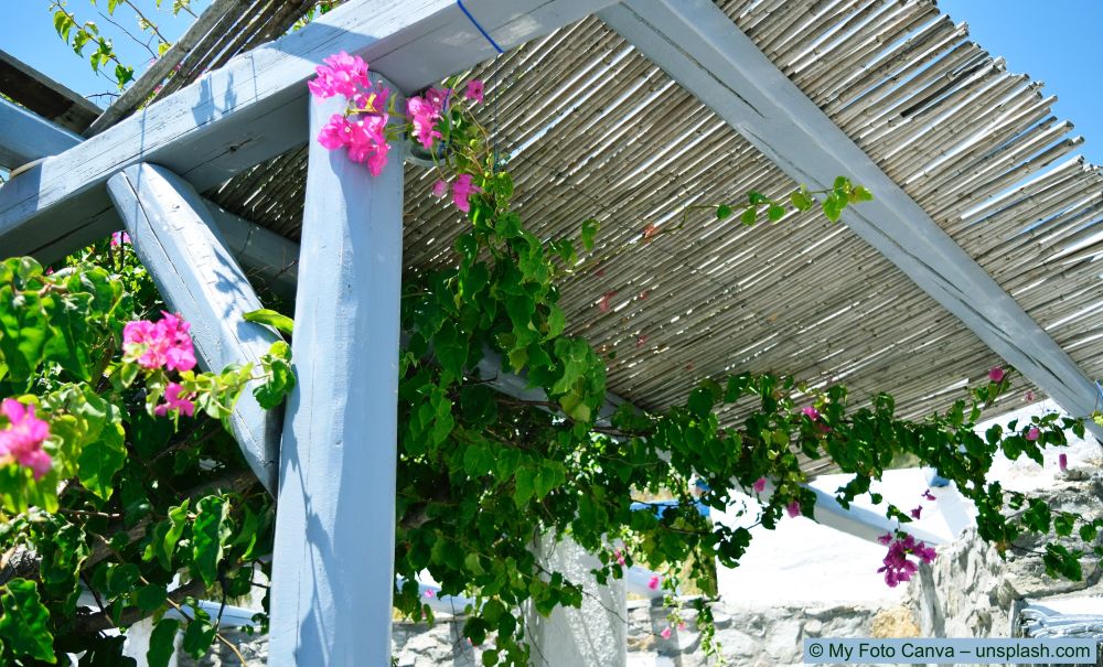 pergola-construite-au-dessus-de-la-fleur-hautes-barres
