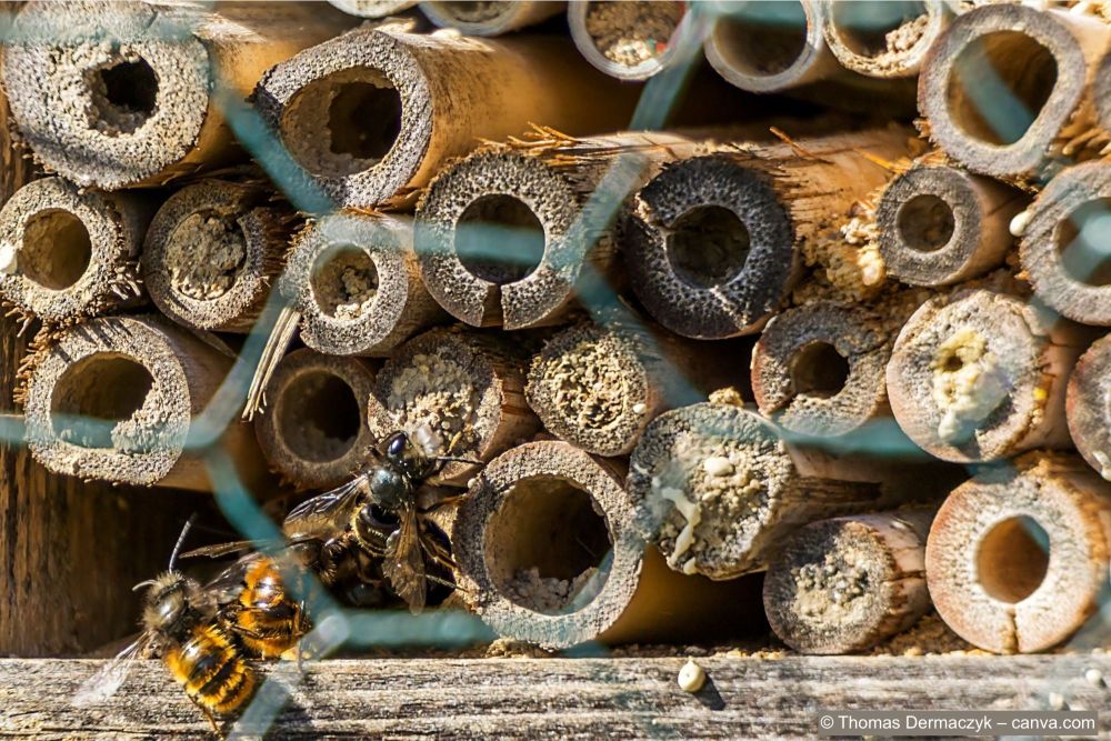 Bienen-in-Inseltenhotel