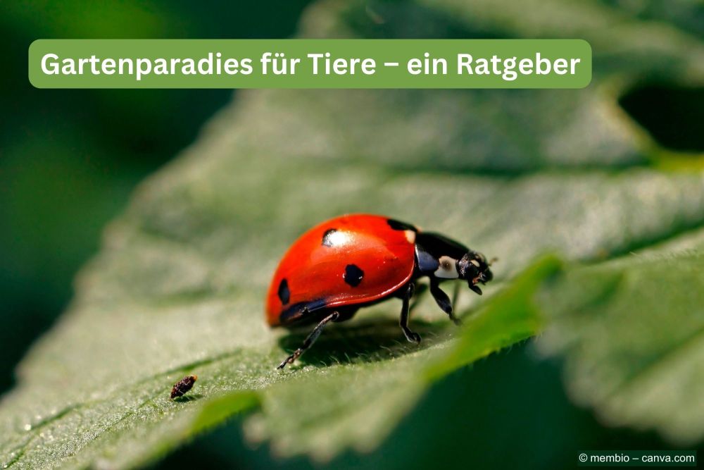 Marienkäfer auf einem Blatt im Garten