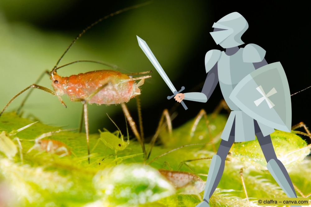 Blattlaeuse-werden-bekaempft