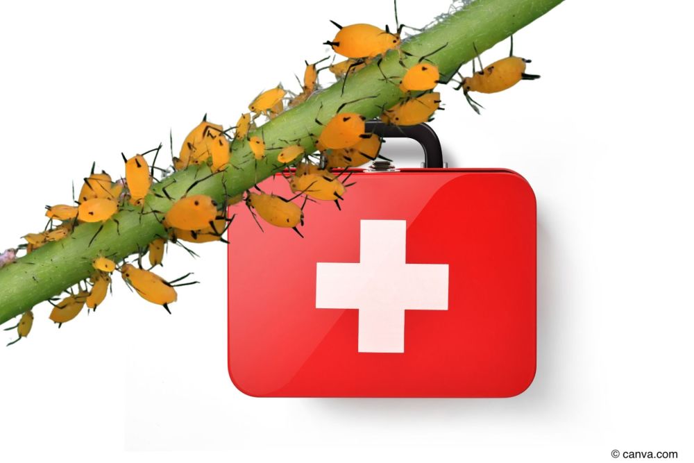 Erste-Hilfe-Kasten und Blattlaeuse