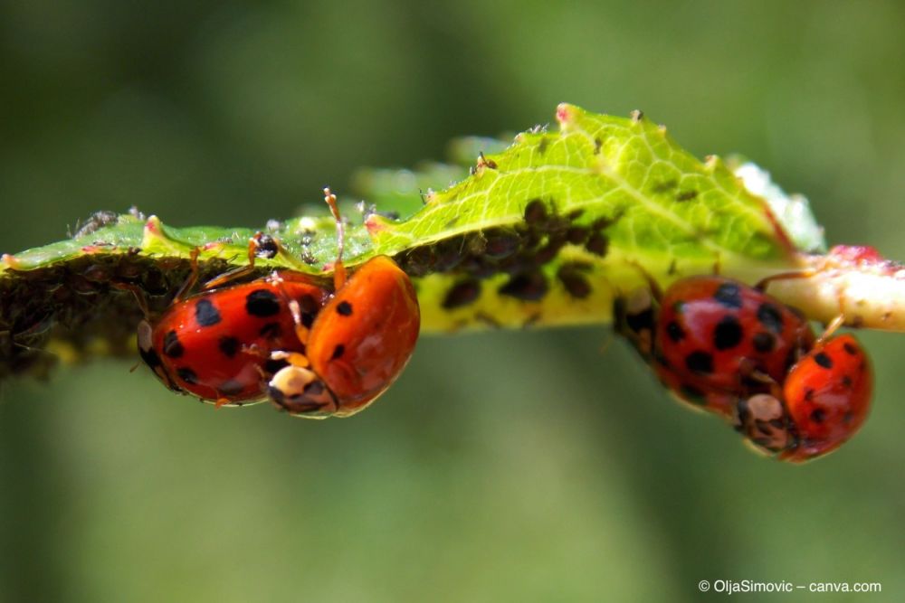 Marienkäfer-bekämpfen-Blattläusen