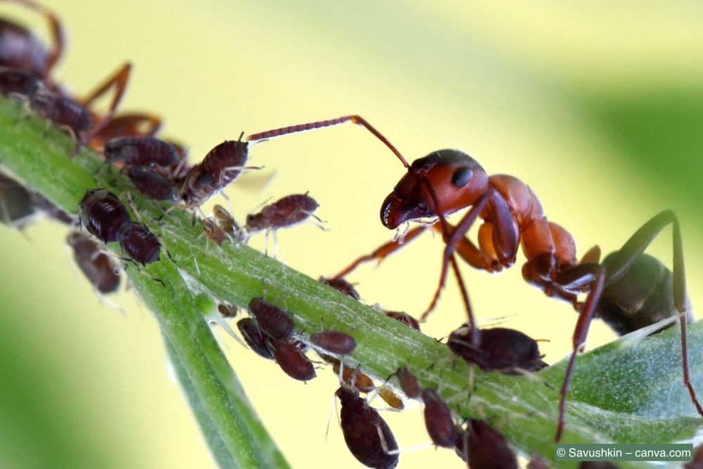 Ameisen-melken-Blattläuse