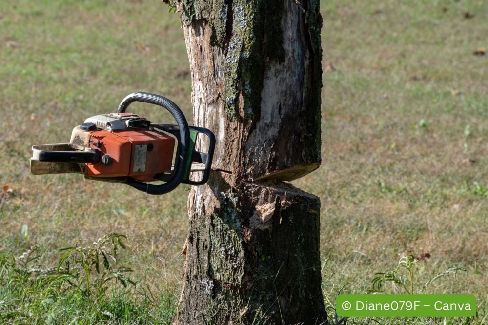 Saege-die-gegenueber-der-fallkerbe-im-baum-steckt