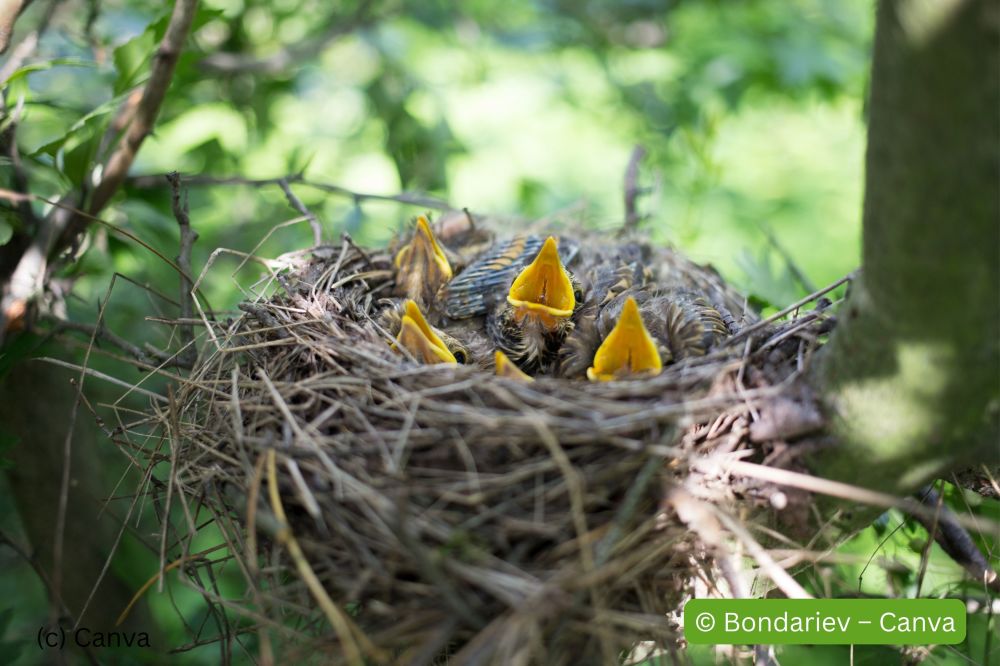 schreiende-babykueken-im-nest
