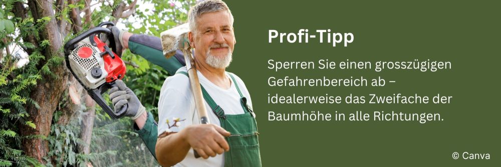 Baumpfelege-Tipp