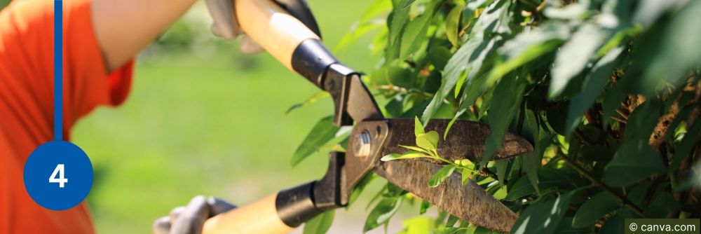Heckenschere schneidet grüne Hecke – Person beim Rückschnitt