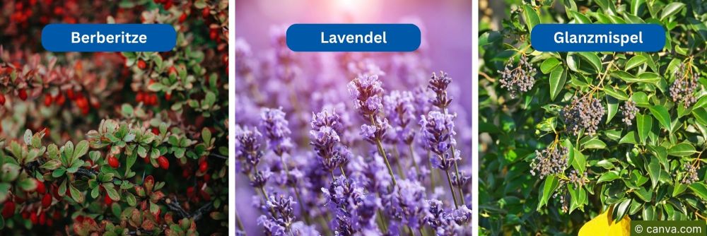 Heckenpflanzen: Berberitze, Lavendel und Glanzmispel – Laub, Blüten und Beeren