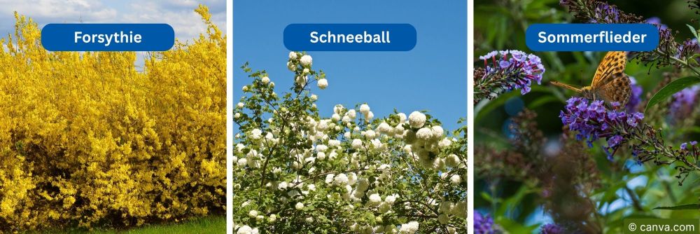 Heckenpflanzen: Forsythie (gelb), Schneeball (weiss) und Sommerflieder (lila) in Blüte