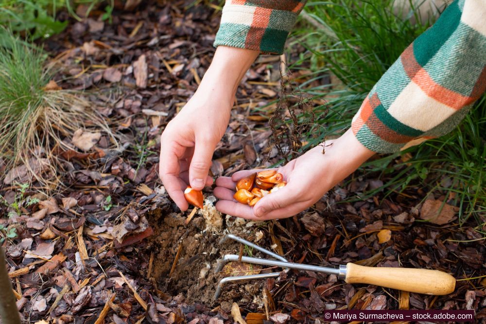 Zwiebeln-werden-in-die-Erde-gepflanzt