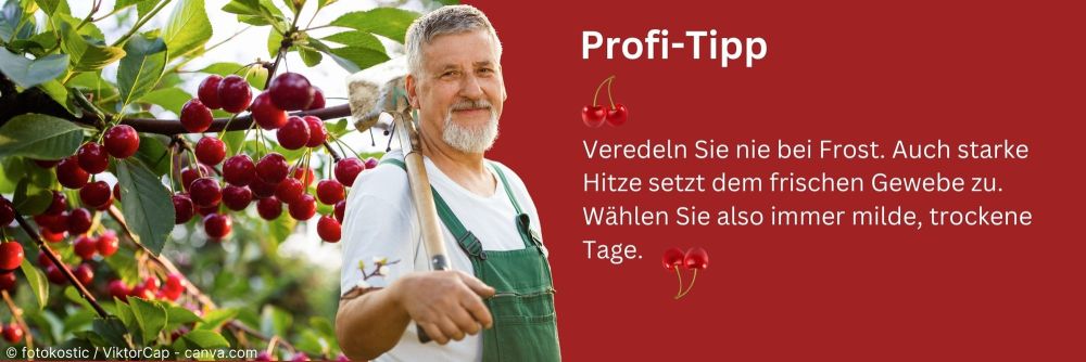 Profitipp zur Wahl der Jahreszeit für die Veredelung