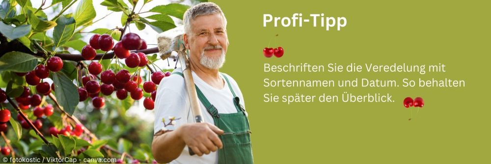 Profitipp: Kirschveredelungen beschriften