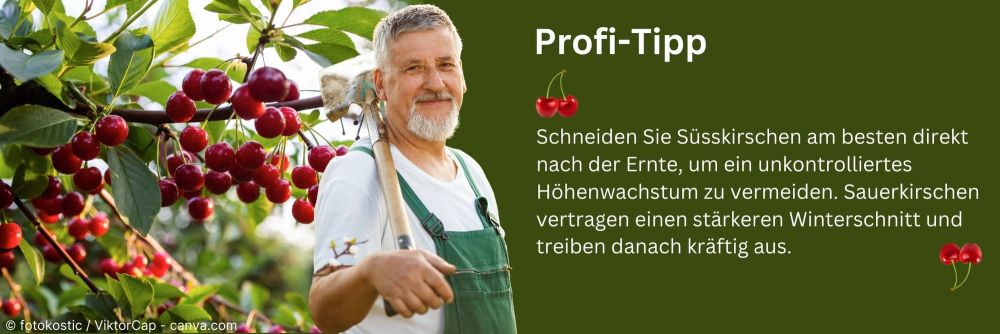 Profitipp zu Süss- und Sauerkirschen