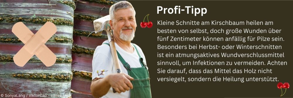 Profitipp zum Wundverschluss beim Kirschbaumschnitt