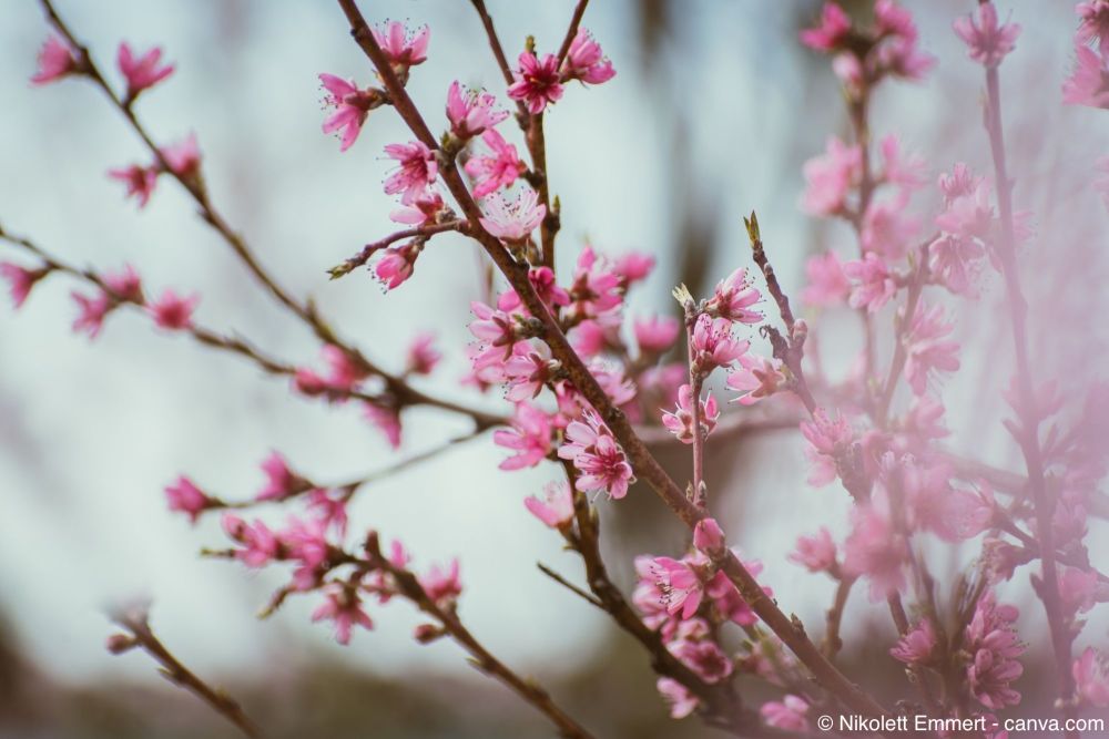 Pfirsichbaum mit Blüten