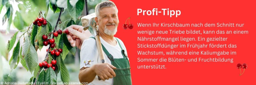 Profitipp zum Nährstoffmangel bei Kirschbäumen