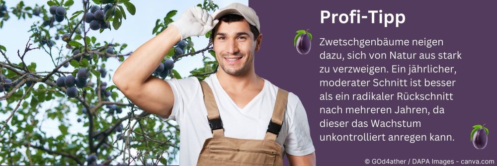 Profitipp zum Zwetschgenbaumschnitt