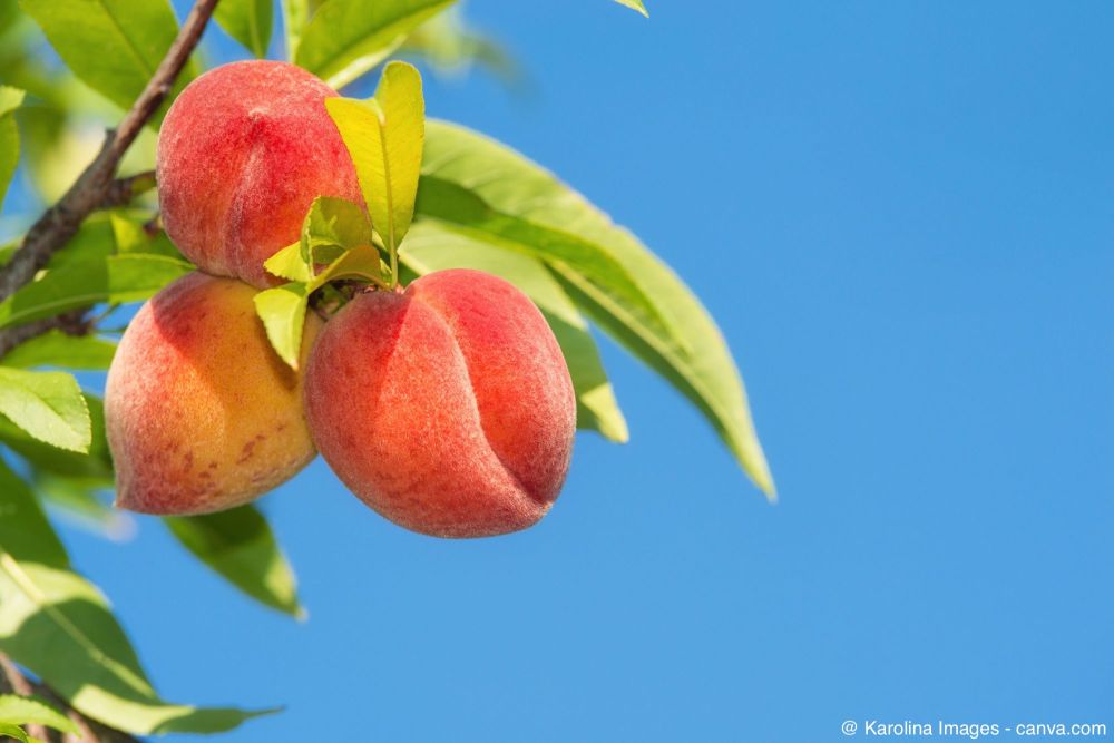 Reife Pfirsiche an Pfirsichbaum