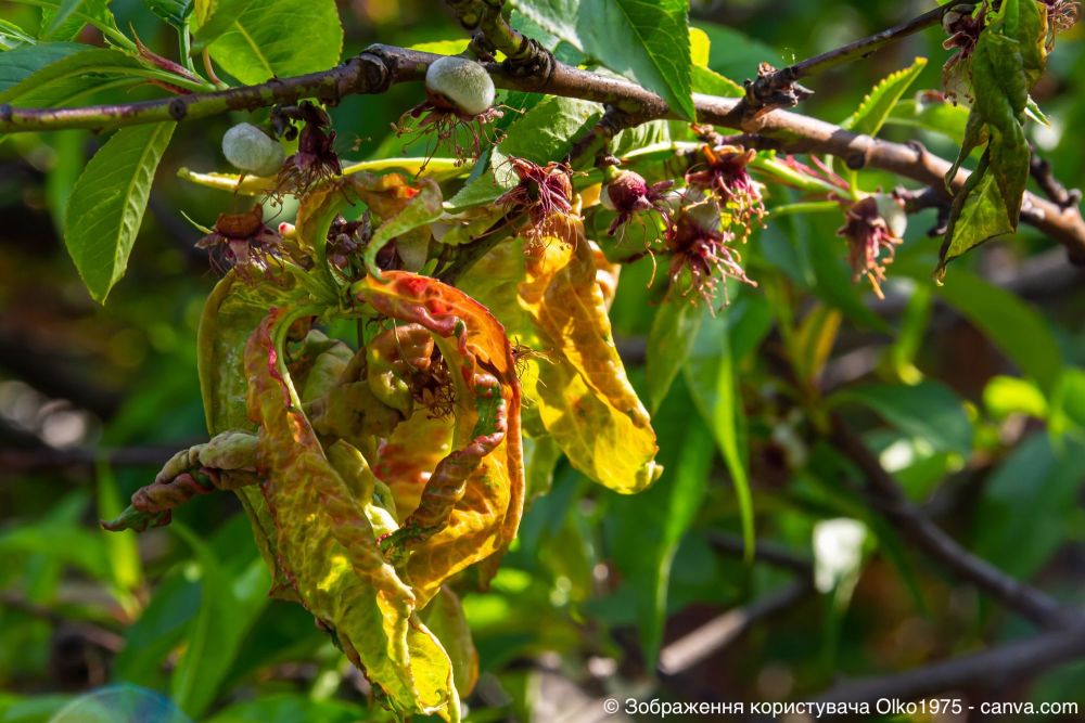 Kräuselkrankheit an Pfirsichblatt