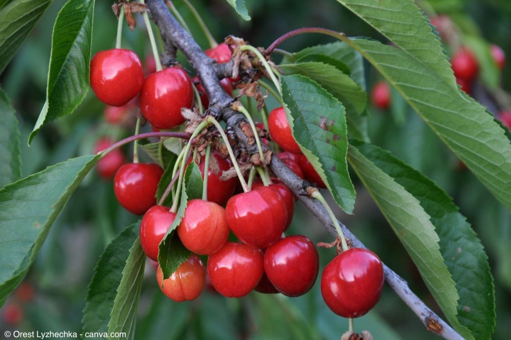 Kirschen an Kirschbaum