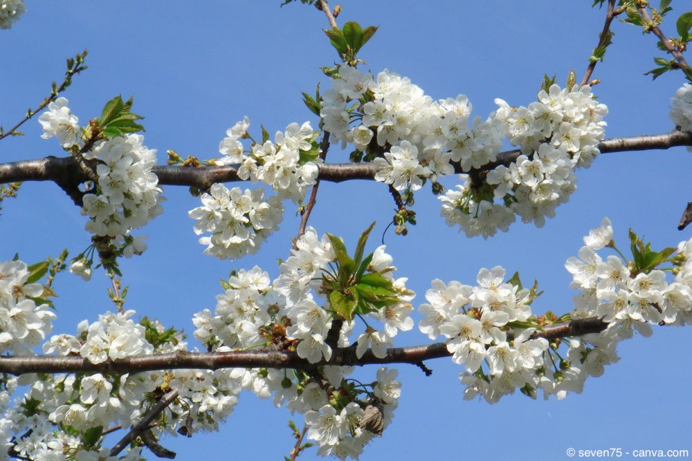 Kirschblüten