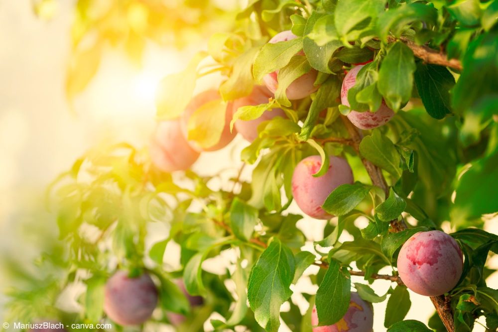 Zwetschgenbaum mit Früchten