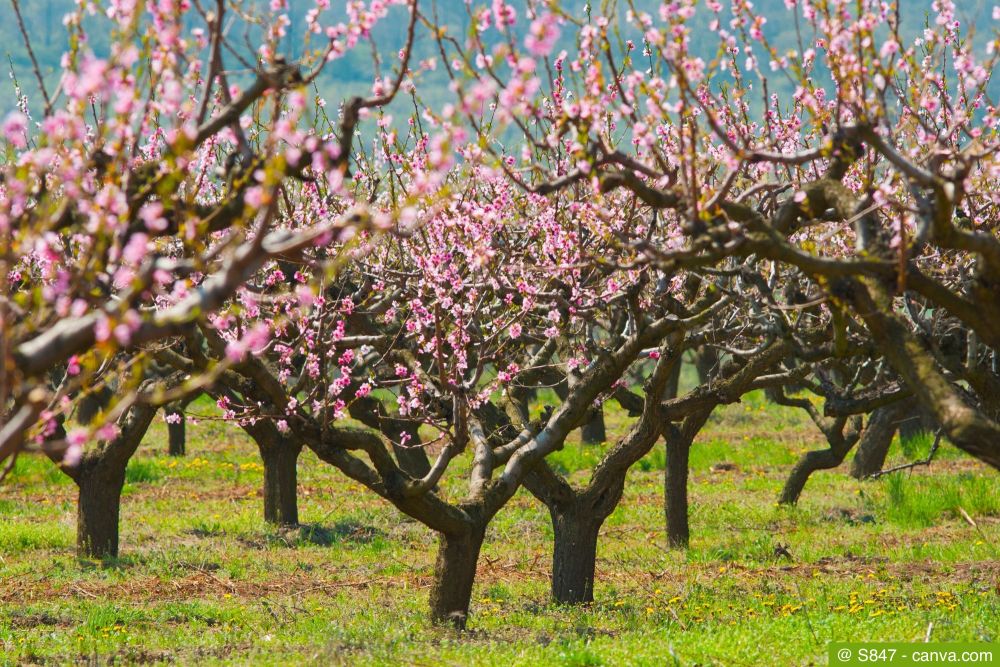 Pfirsichbäume mit Blüten