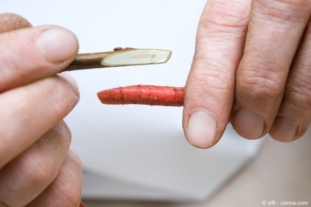 Kirschbaum: Veredelung durch Kopulation