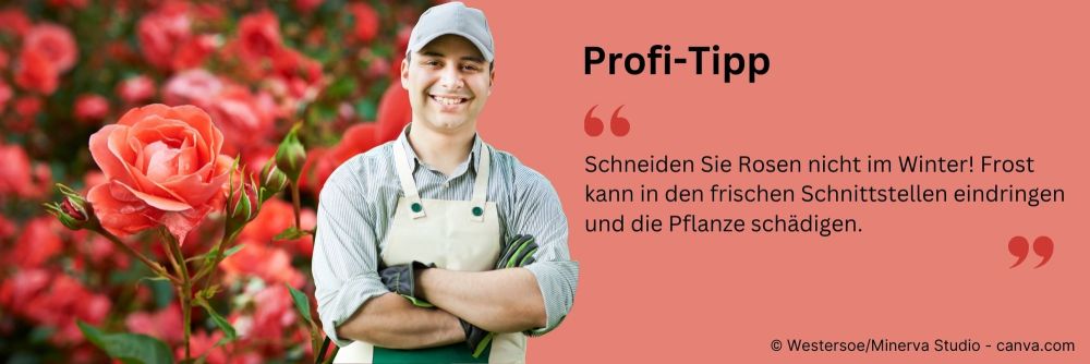Profitipp: Rosen nicht im Winter schneiden