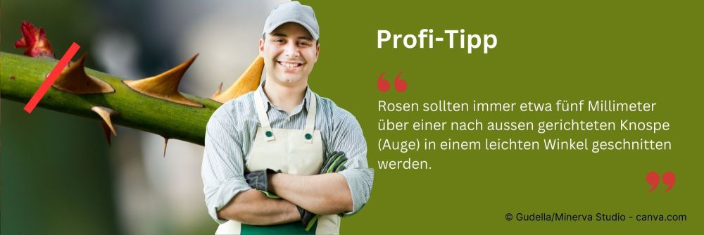 Profitipp: Rosenschnitt