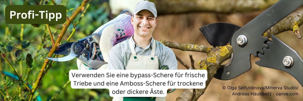 Profitipp: bypass-Schere und Amboss-Schere für Rosenschnitt verwenden