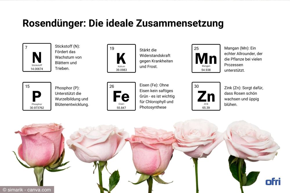 Übersicht Rosendünger