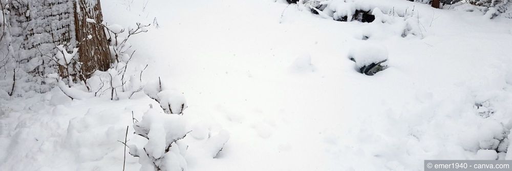 Schneebedecktes Rosenbeet im Winter