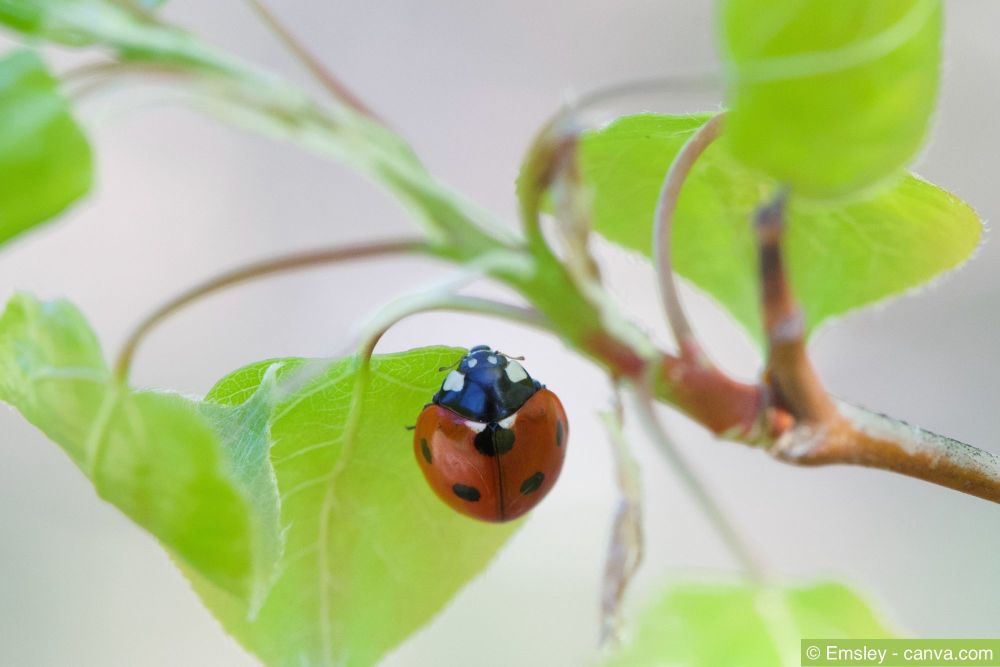 Marienkäfer auf Obstbaum