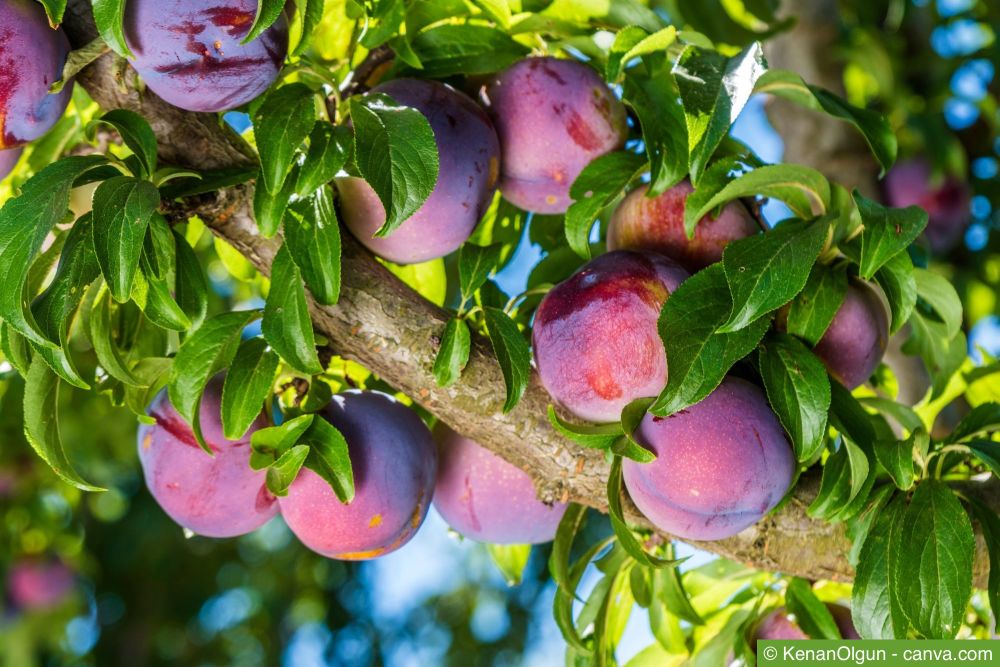 Pflaumenbaum mit Pflaumen