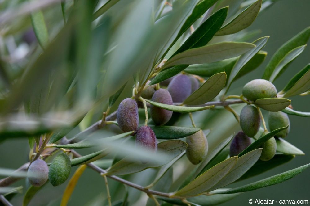 Olivenbaum mit Oliven