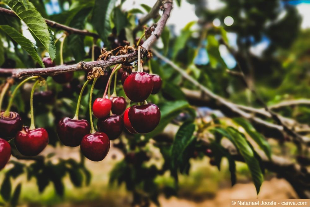 Kirschbaum mit Kirschen