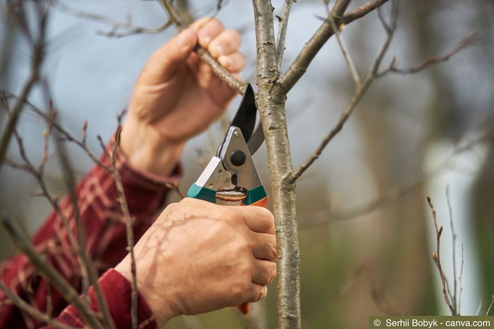 Triebe eines Obstbaums werden geschnitten