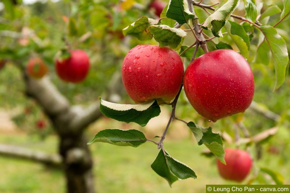 Äpfel an Apfelbaum