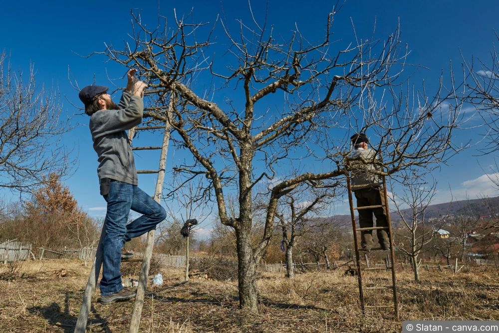 Professioneller Gärtner beim Veredeln eines Apfelbaums im Frühlingsgarten